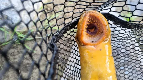 «Было страшно»: в Германии рыбак поймал монстра времен динозавров (фото)