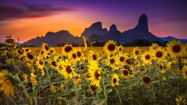 Гороскоп на неделю: для всех знаков зодиака