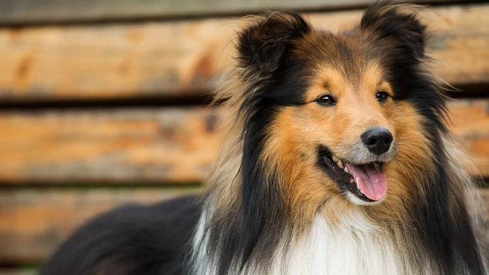 11 властных пород собак, которые любят своего человека до безумия