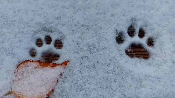 Зодиакальный гороскоп на декабрь 2025 года для всех 12 знаков