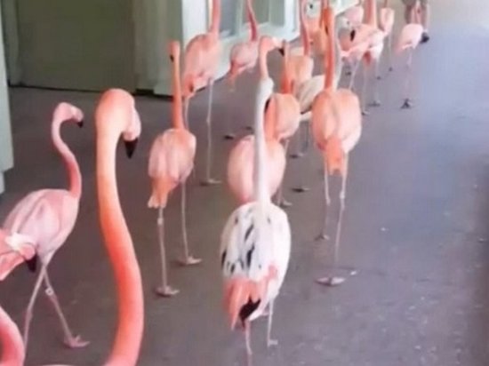 Эвакуацию фламинго из-за урагана во Флориде сняли на видео