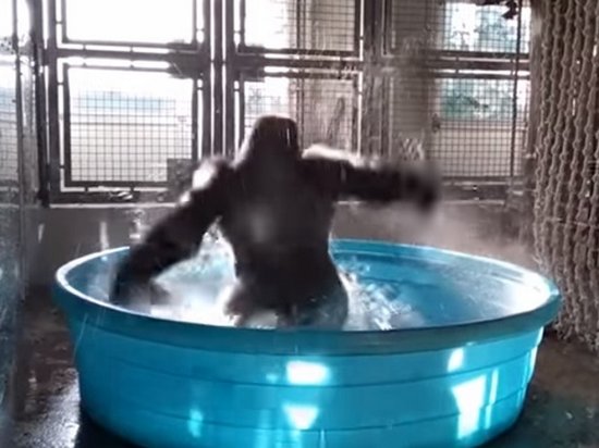 Видеохит: в Сети опубликовали зажигательный танец гориллы