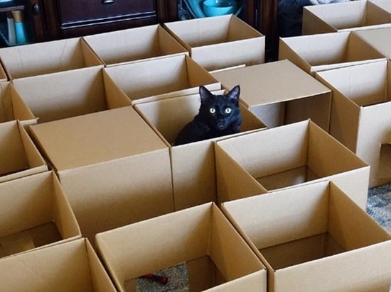 В США энтузиаст построил для котов лабиринт из коробок (видео)