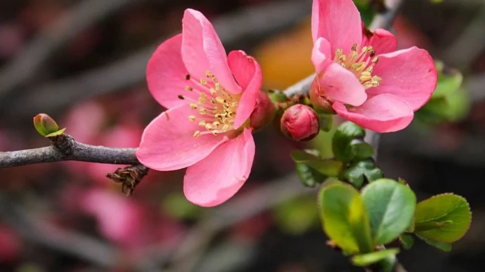 Гороскоп на неделю: для всех знаков зодиака