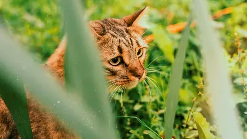 Копеечный кухонный продукт поможет навсегда прогнать соседских кошек с садо...