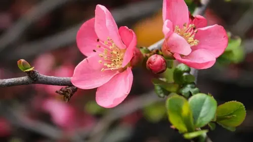 Гороскоп на март-2026: Овнам — риск, Львам — романтика