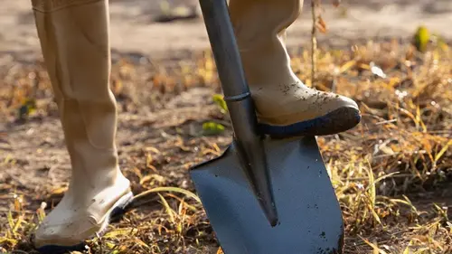 В апреле огород нужно посыпать этим удобрением: почва станет плодороднее в ...