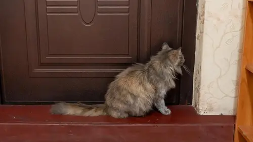 Коты мяукают возле двери, но не заходят в комнату: зачем они так делают