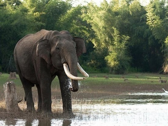 В Таиланде слон насмерть затоптал туриста