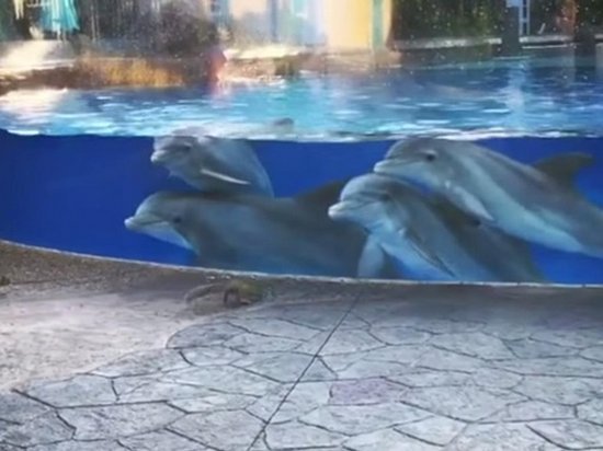 В США дельфины засмотрелись на белок в океанариуме (видео)