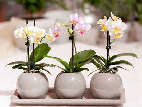 Основные правила ухода за орхидеей