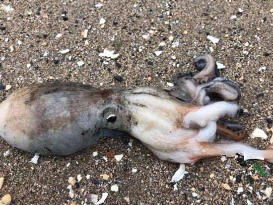 На пляже в Британии необычное нашествие осьминогов (видео)