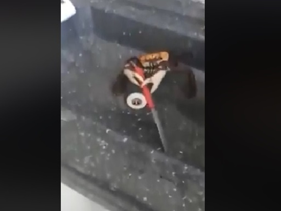 На видео сняли драку бразильца с крабом на ножах