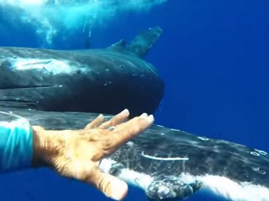 Горбатый кит спас женщину от акулы (видео)