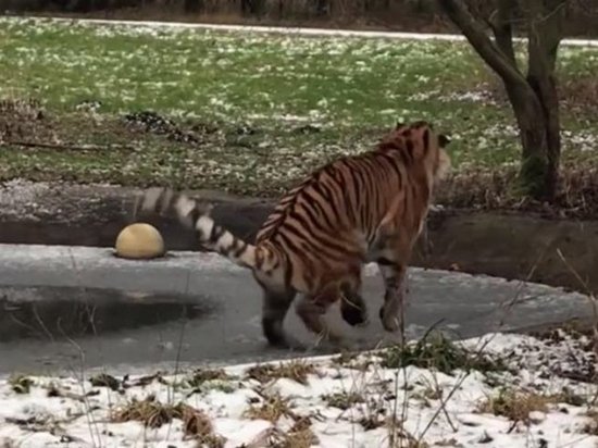 Амурский тигр неудачно прошелся по тонкому льду (видео)