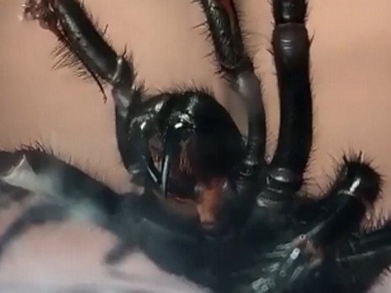 Крупнейшего ядовитого паука в мире сняли на видео