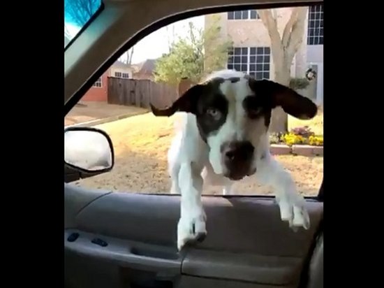 Видеохит: Счастливый пес запрыгнул в окно авто