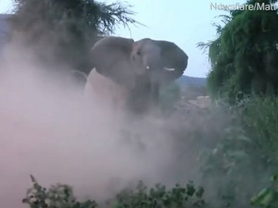 Бой слонихи со львом попал на видео