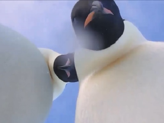 В Сети появилось селфи-видео с пингвинами