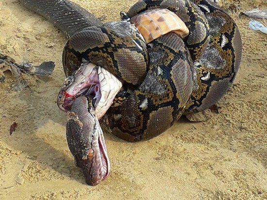 Питон и королевская кобра убили друг друга