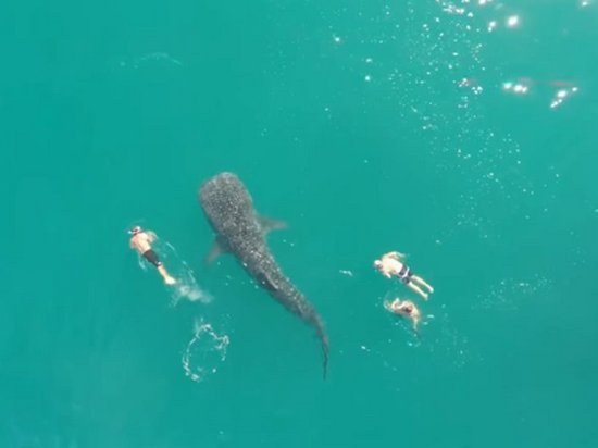 Самая большая акула в мире плавала вместе с людьми (видео)