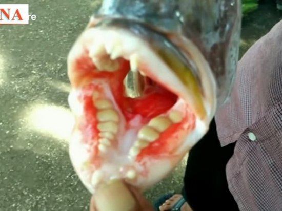 Житель Индонезии поймал рыбу с «зубами человека»