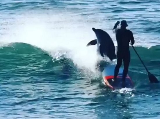В Сети показали дельфина, столкнувшего серфера с доски