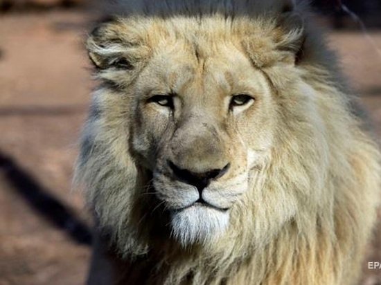 В ЮАР туристы сняли однополую любовь двух львов
