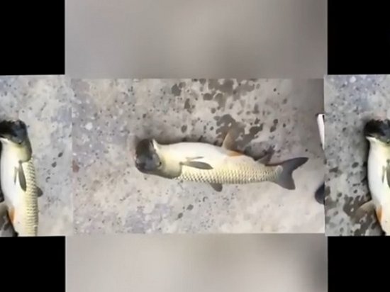 В Китае выловили рыбу с птичьей головой (видео)