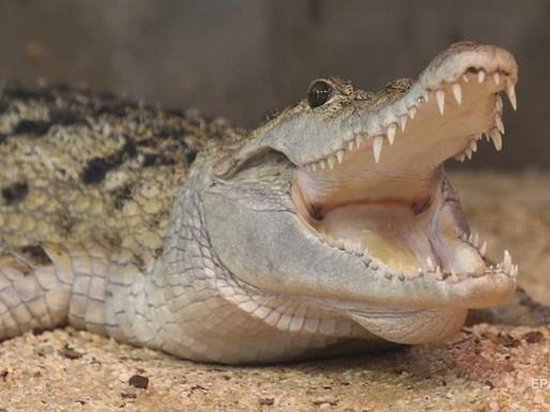 В Таиланде крокодил чуть не оторвал дрессировщику руку (видео)