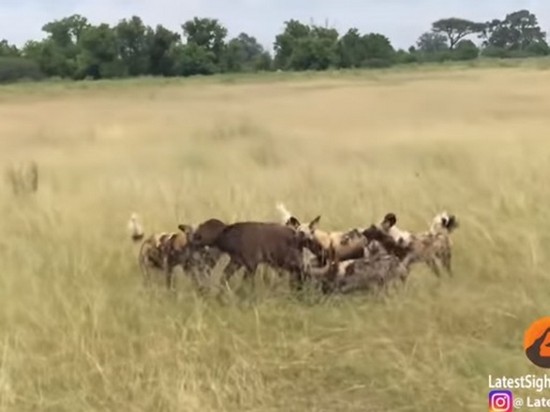 Гиены убили пятерых буйволят на глазах родителей (видео)