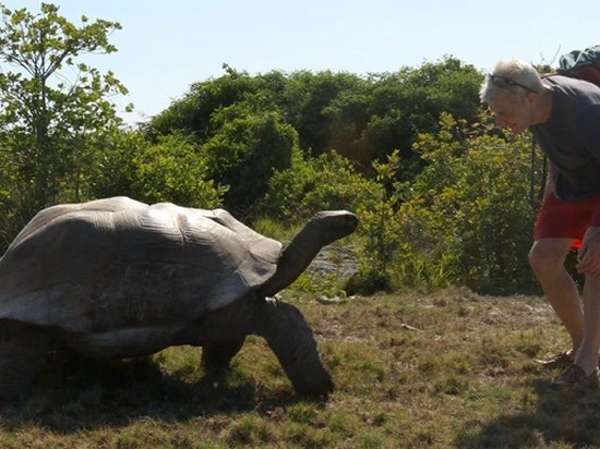 На Галапагосских островах украли более сотни гигантских черепах
