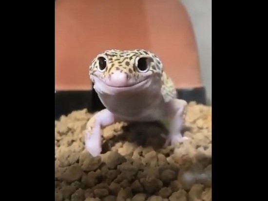 Видео с улыбчивой ящерицей стало интернет-хитом