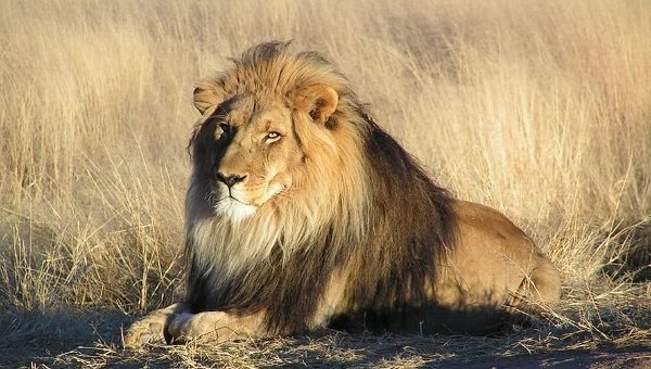 Лев загрыз американскую туристку в сафари-парке в ЮАР
