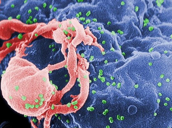 Вирус оказался эффективным в борьбе с ВИЧ
