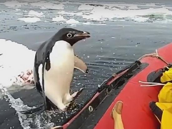 Пингвин запрыгнул в лодку к ученым «для инспекции»