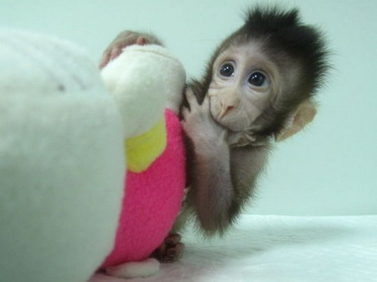 Генетики в Китае смогли клонировать обезьян