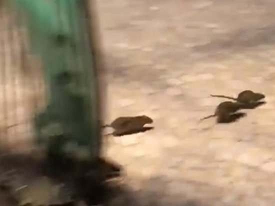 Париж наводнили крысы из-за разлива Сены (видео)