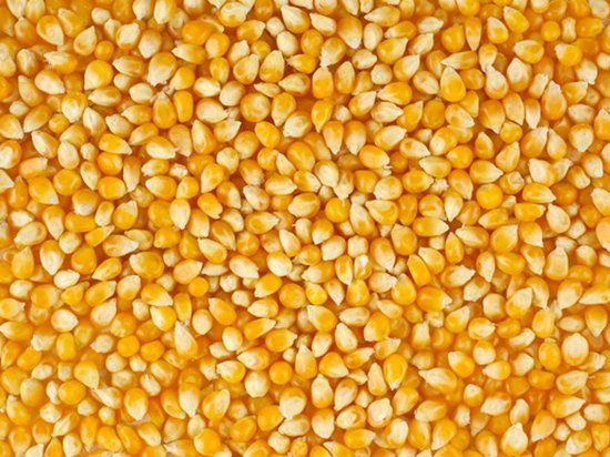 СМИ: Китай начал покупать кукурузу в Украине вместо США