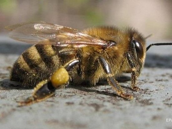 Украина поможет Канаде восстановить популяцию пчел