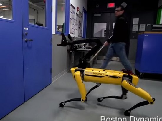 Борьбу человека и робота-собаки сняли на видео