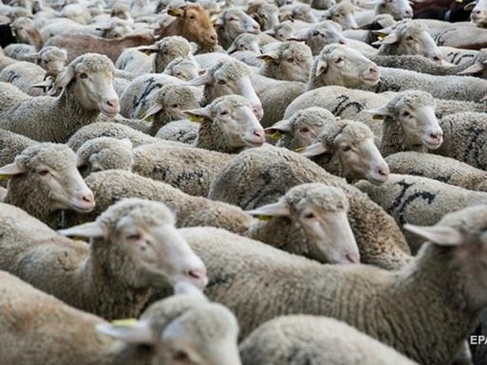 В США ученые скрестили овцу с человеком