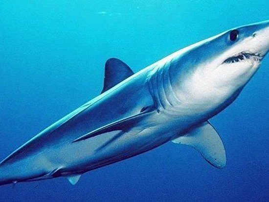 На территории Беларуси нашли новый вид ископаемых акул