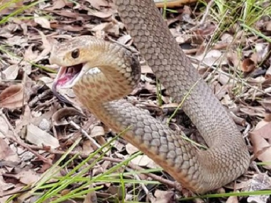 Поимку терроризировавшей семью змеи сняли на видео