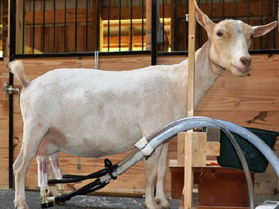 Доильные аппараты для коз