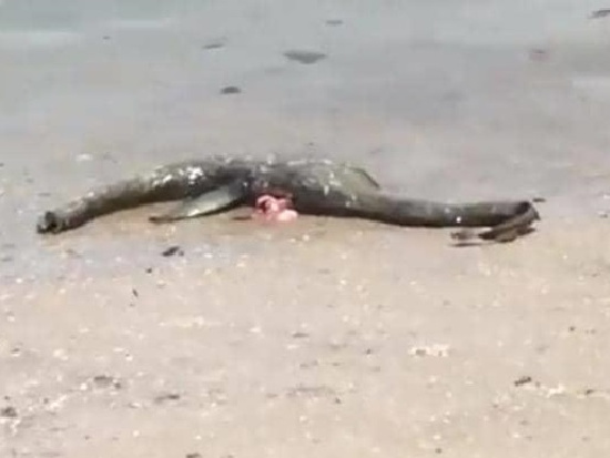 В США на пляже нашли загадочное существо