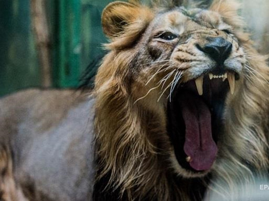В Африке жили львы ростом с человека