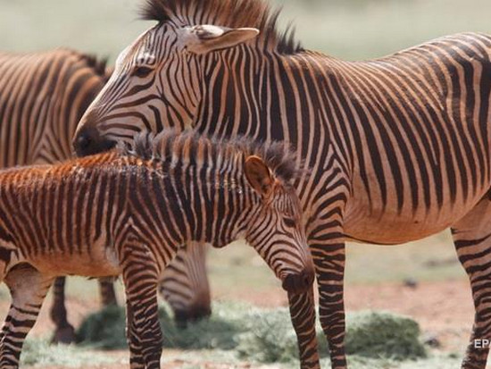 К 2100 году в Африке вымрет половина видов животных — ООН