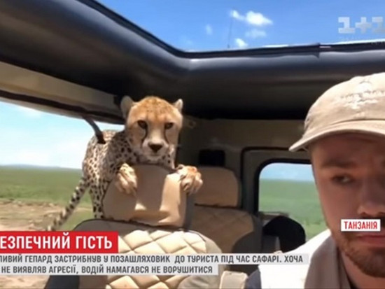 В Танзании к туристам в авто запрыгнули гепарды (видео)