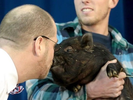 В США директор школы поцеловал свинью